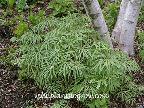 Shredded Umbrella Plant (Syneilesis aconitifolia) 
Growing in the shade of a Birch tree.